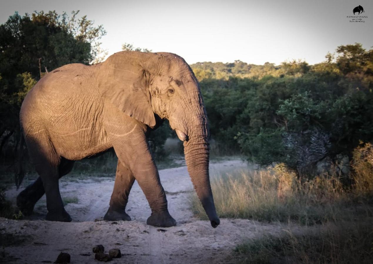 Elephant Plains Game Lodge Sabi Sands viltreservat Exteriör bild