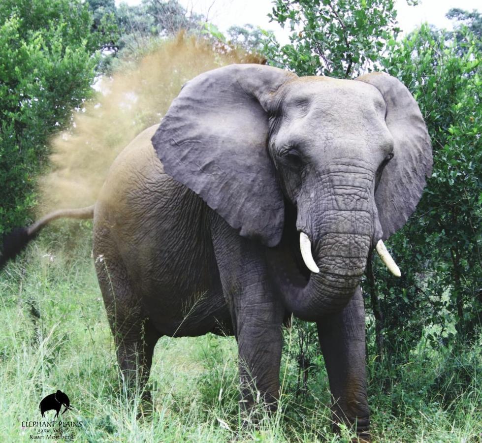 Elephant Plains Game Lodge Sabi Sands viltreservat Exteriör bild