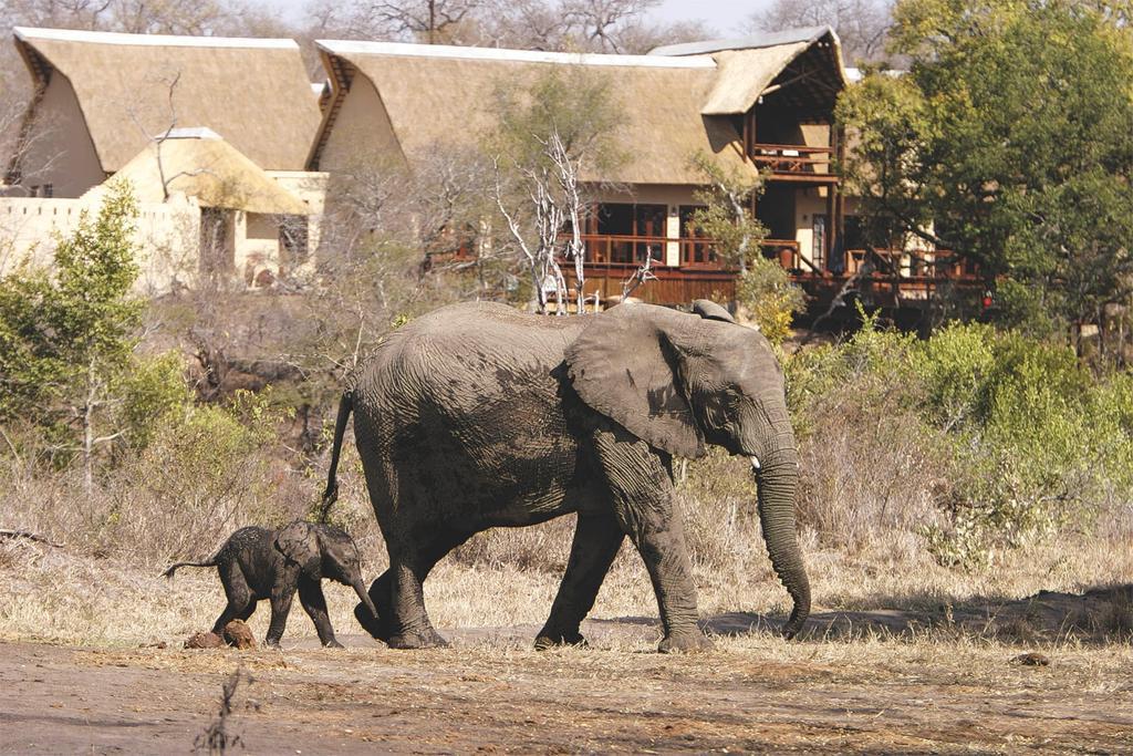 Elephant Plains Game Lodge Sabi Sands viltreservat Exteriör bild